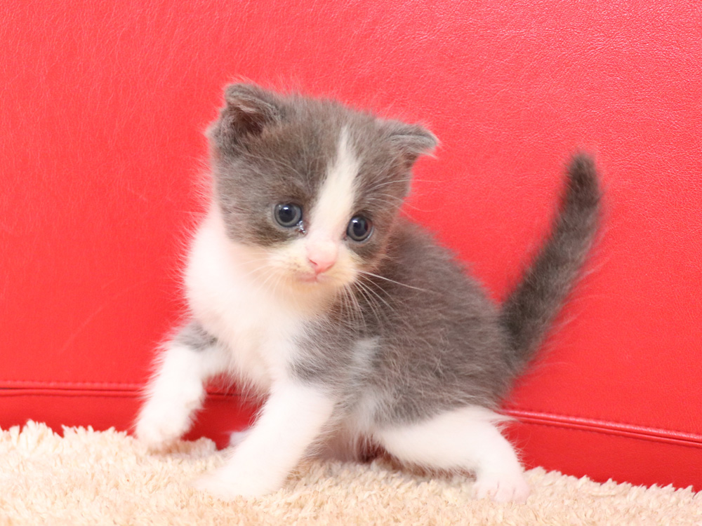 スコティッシュフォールドの子猫画像