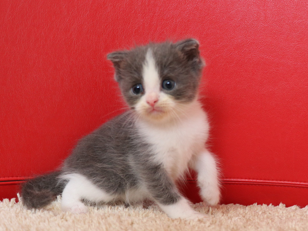 スコティッシュフォールドの子猫画像