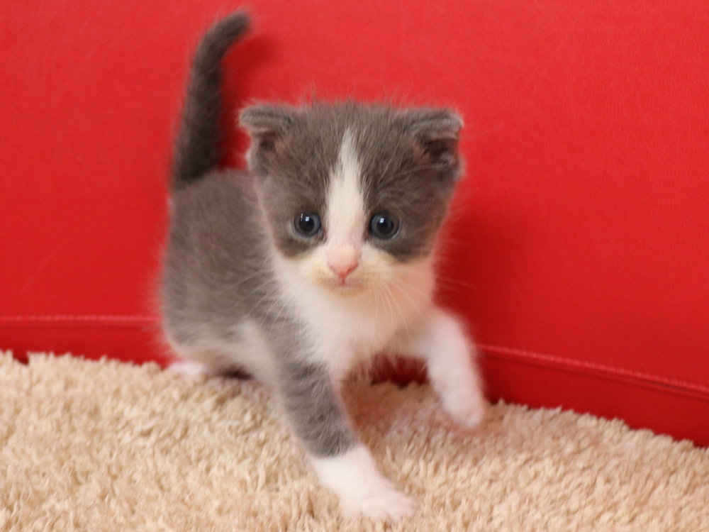 スコティッシュフォールドの子猫画像