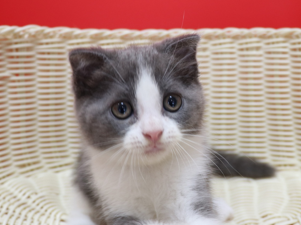 スコティッシュフォールドの子猫画像
