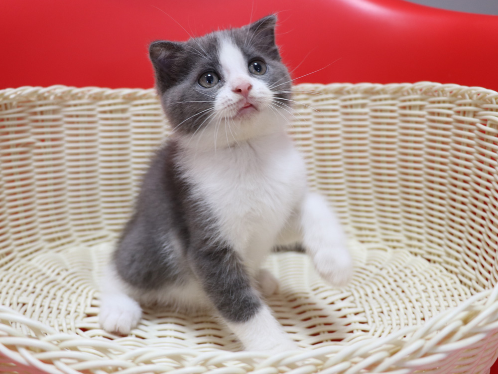 スコティッシュフォールドの子猫画像