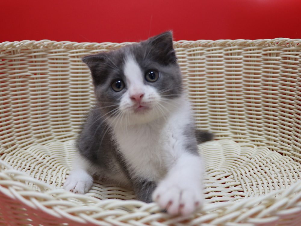 スコティッシュフォールドの子猫画像