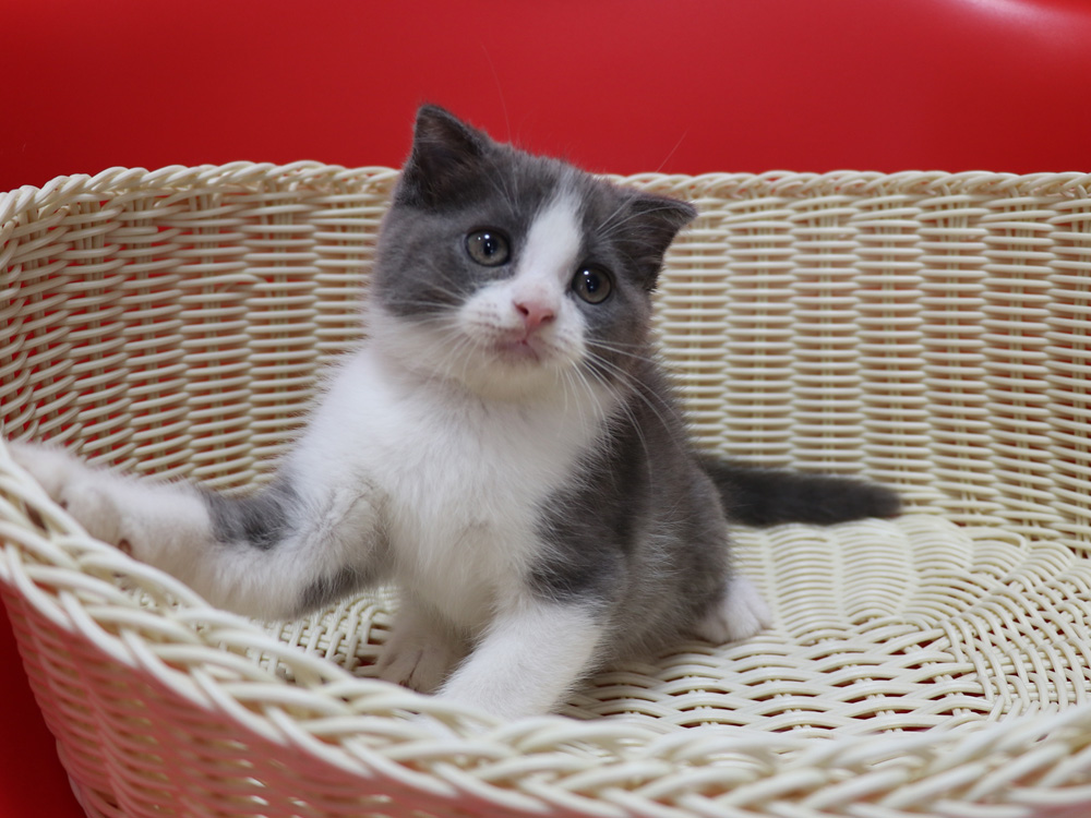スコティッシュフォールドの子猫画像