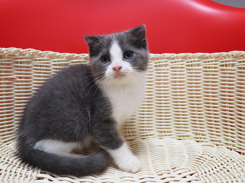 スコティッシュフォールドの子猫画像