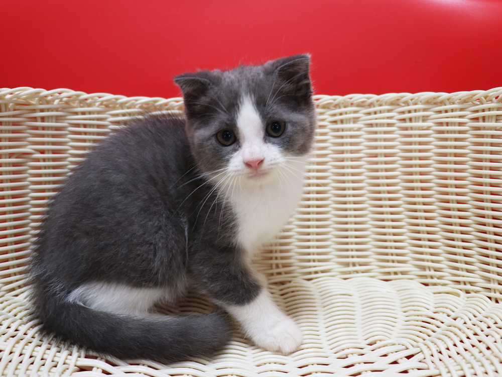 スコティッシュフォールドの子猫画像