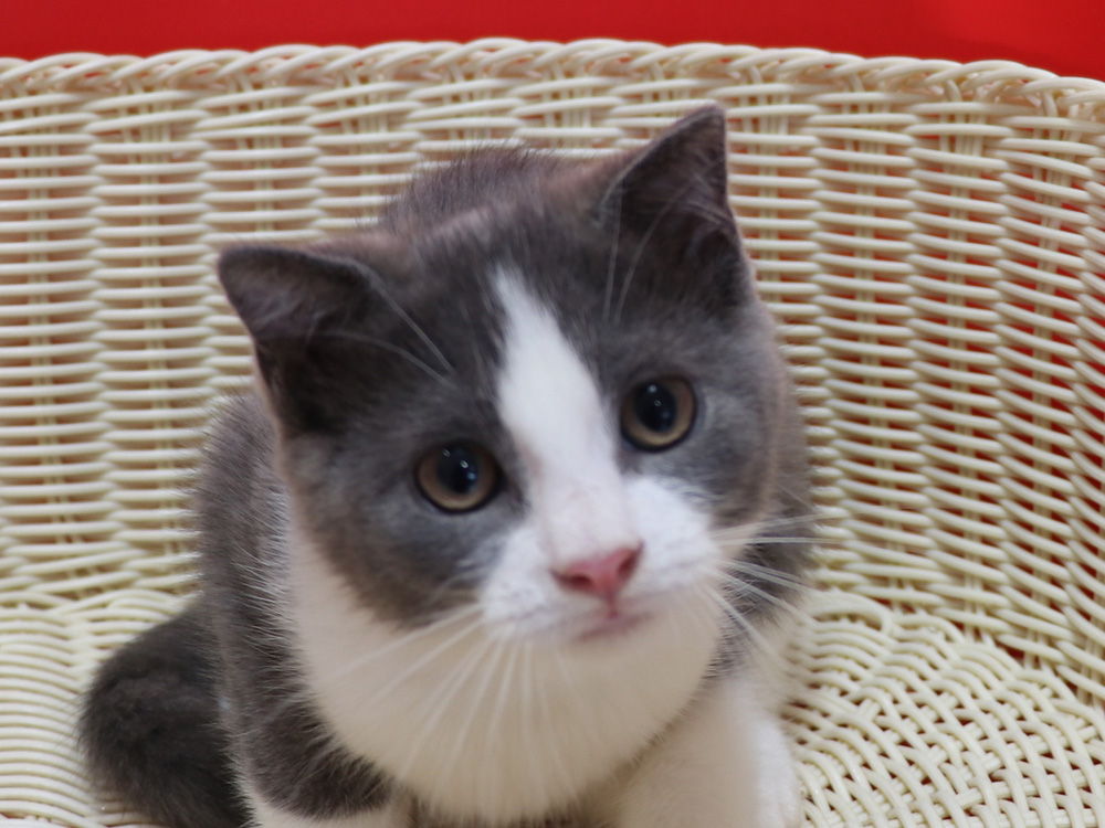 スコティッシュフォールドの子猫画像