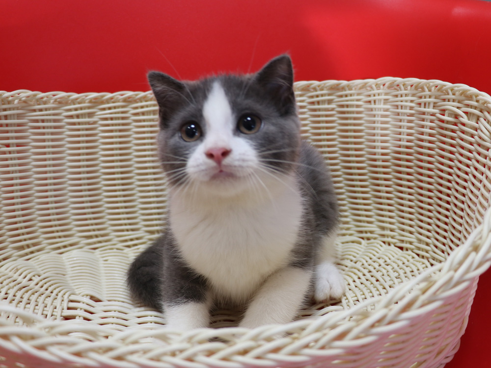 スコティッシュフォールドの子猫画像