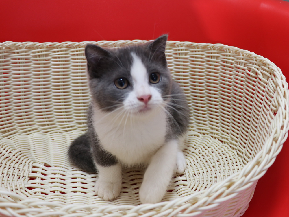 スコティッシュフォールドの子猫画像