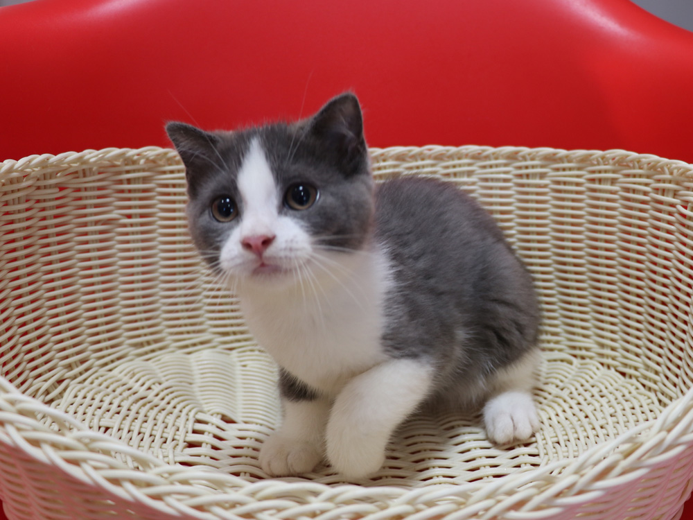 スコティッシュフォールドの子猫画像