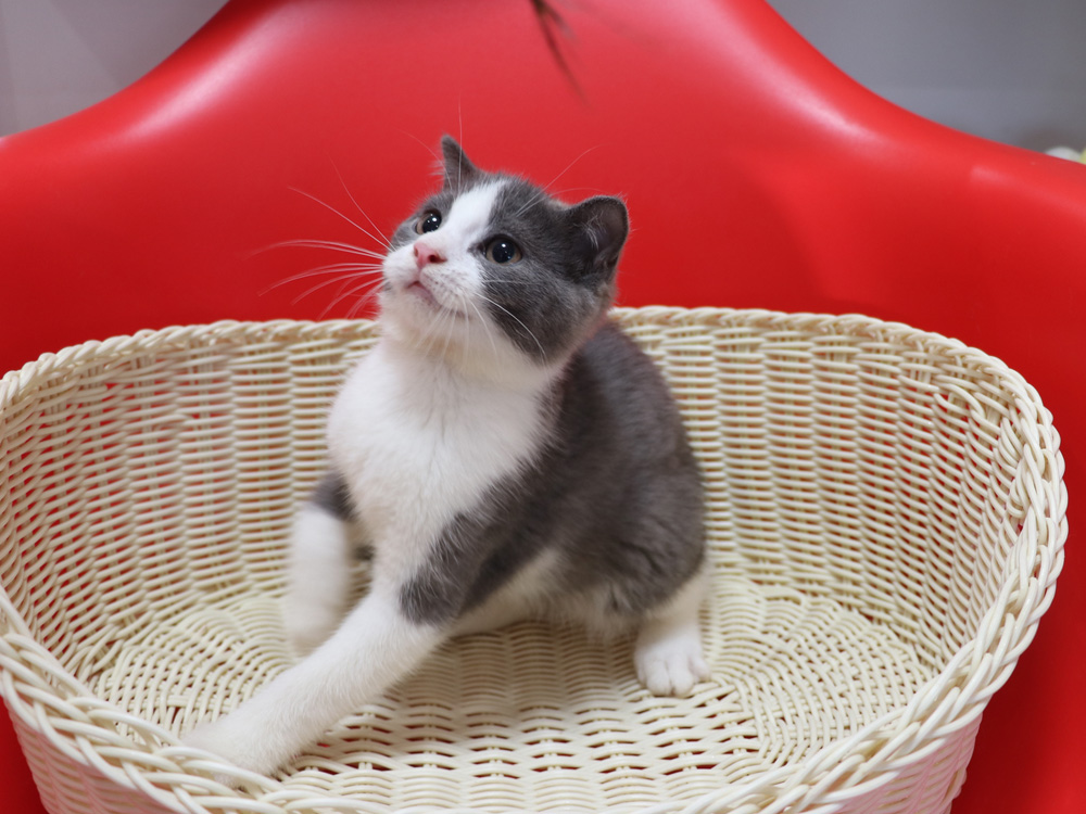 スコティッシュフォールドの子猫画像