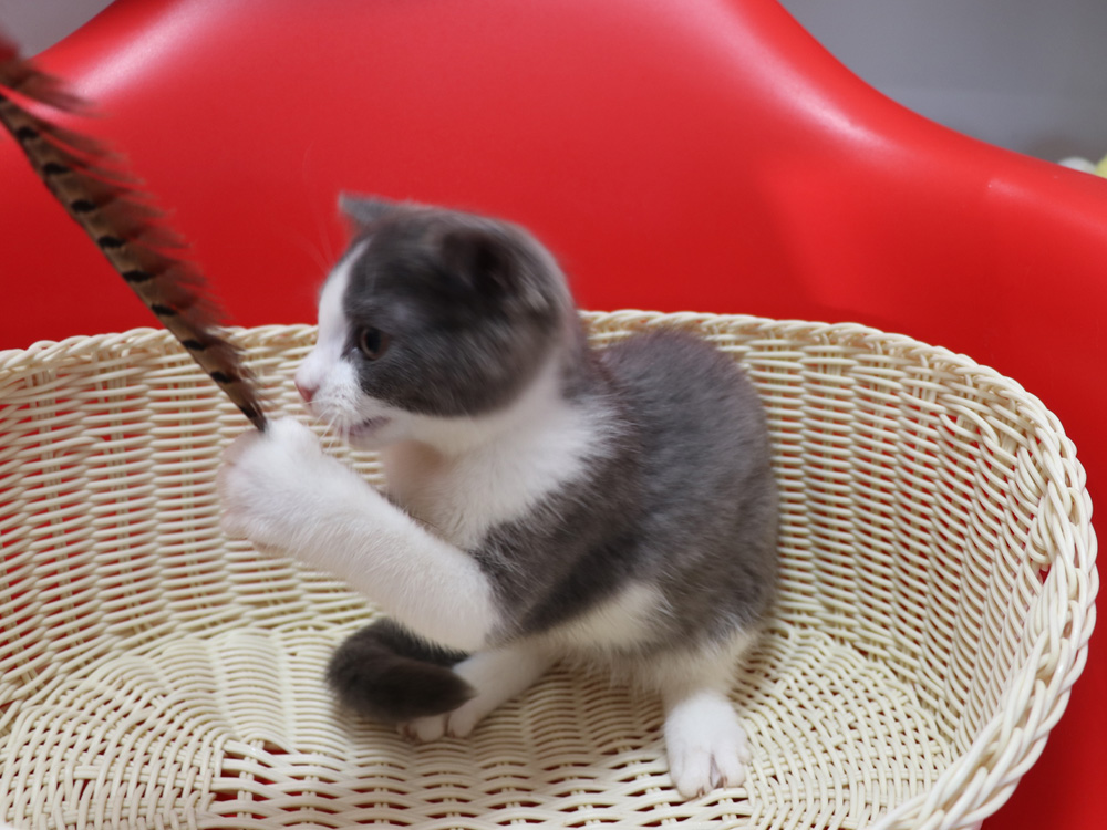 スコティッシュフォールドの子猫画像