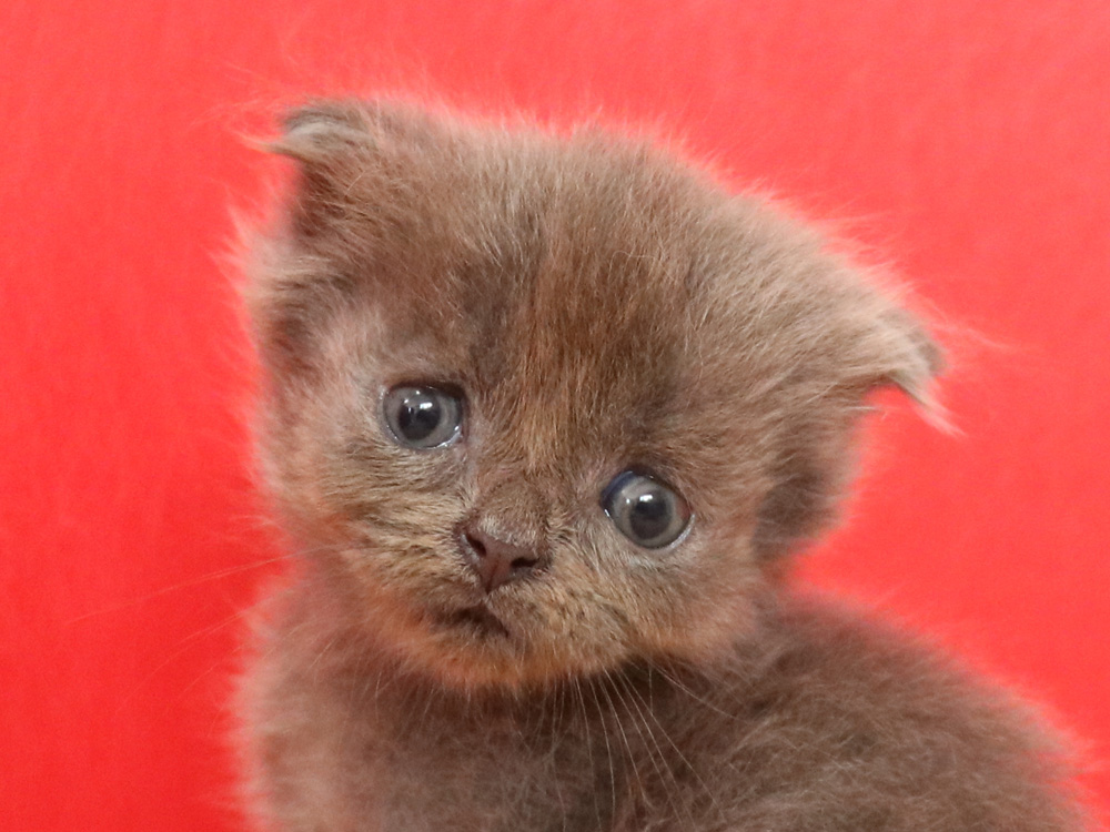 スコティッシュフォールドの子猫画像