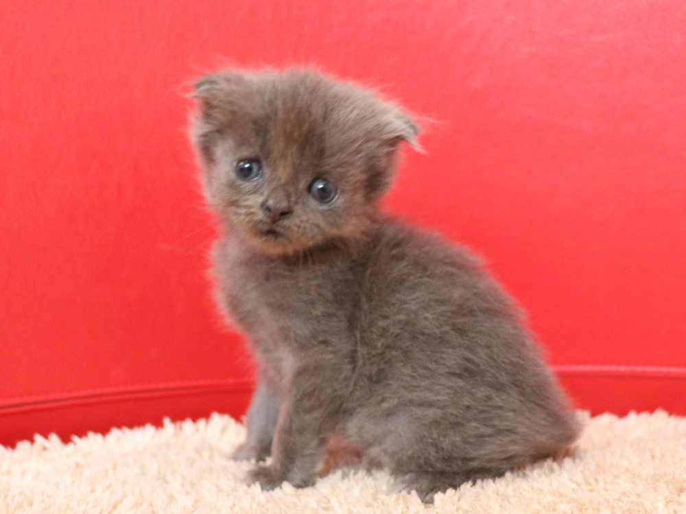 スコティッシュフォールドの子猫画像