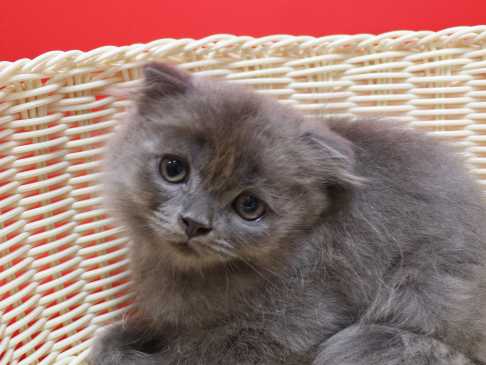 スコティッシュフォールドの子猫画像