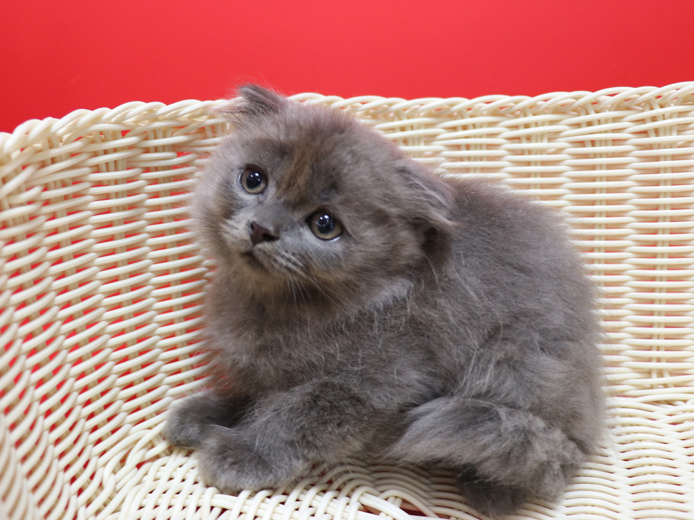 スコティッシュフォールドの子猫画像