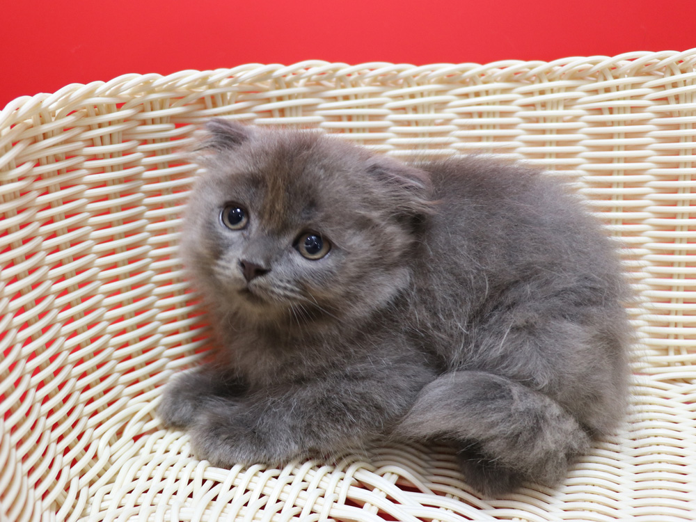 スコティッシュフォールドの子猫画像
