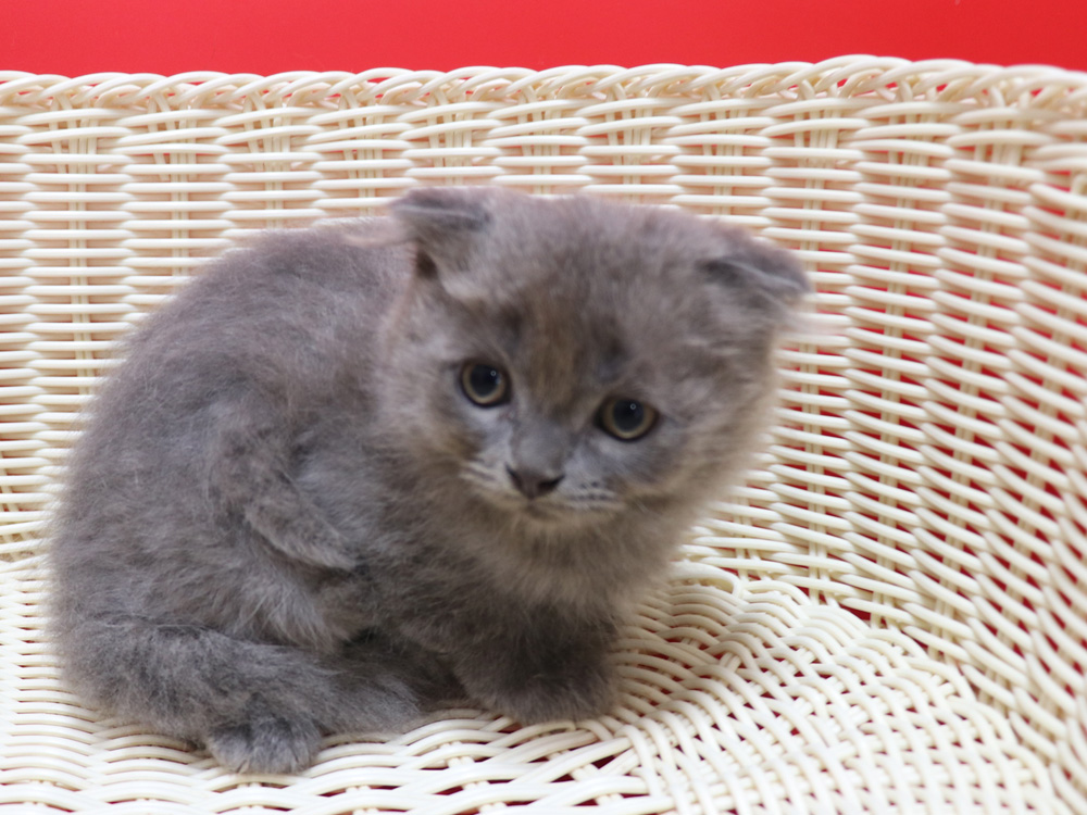 スコティッシュフォールドの子猫画像