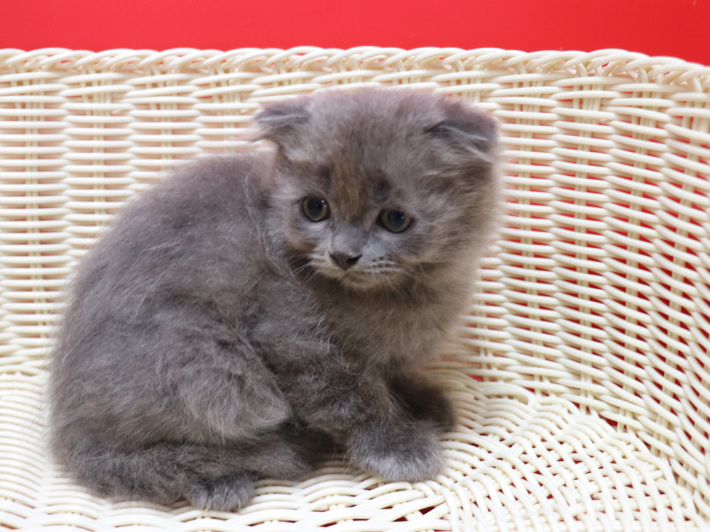 スコティッシュフォールドの子猫画像