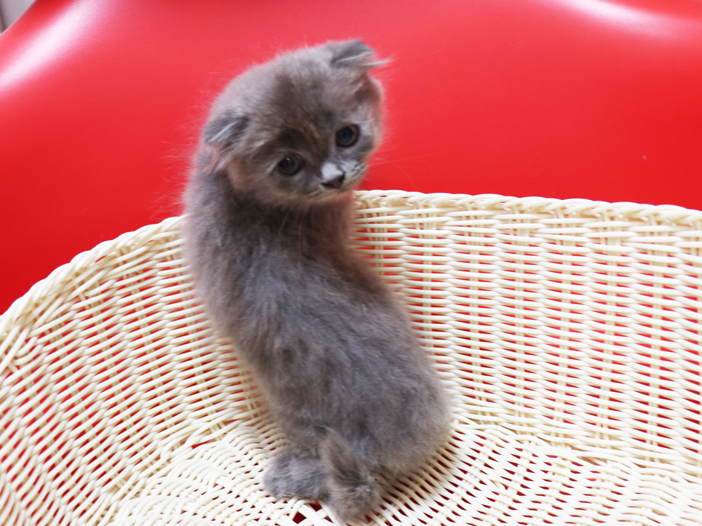 スコティッシュフォールドの子猫画像