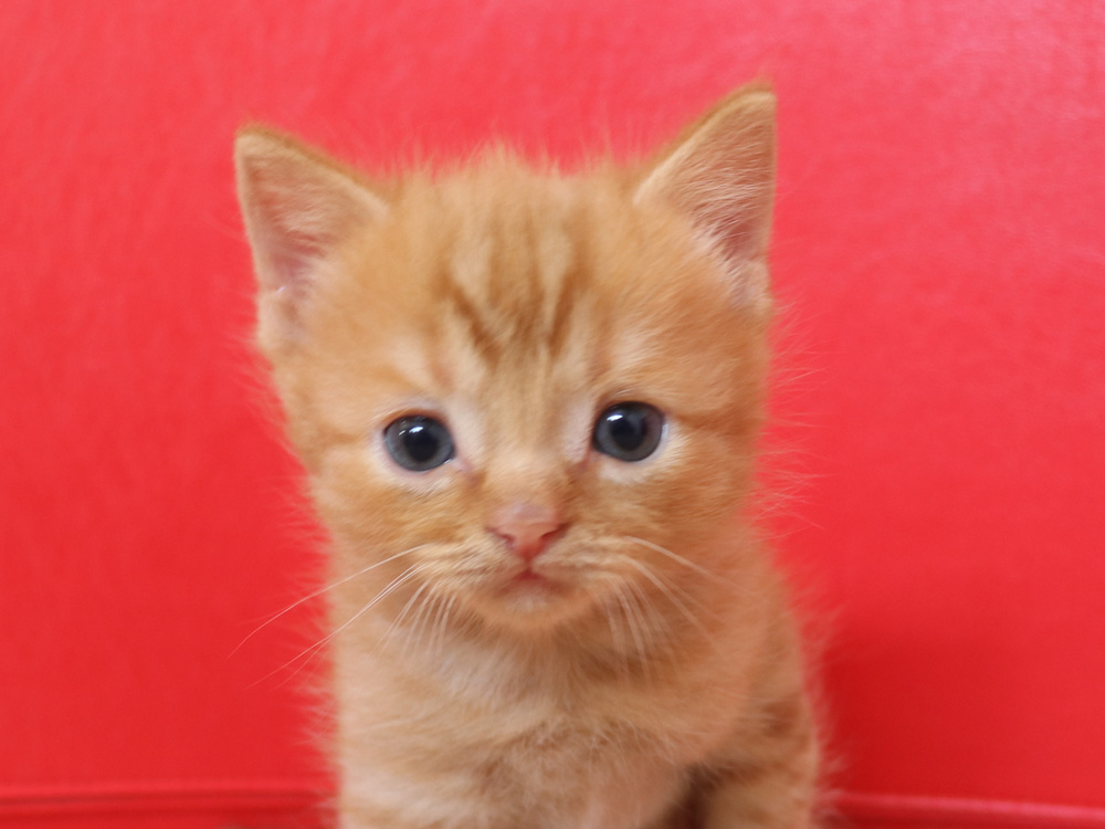 スコティッシュフォールドの子猫画像