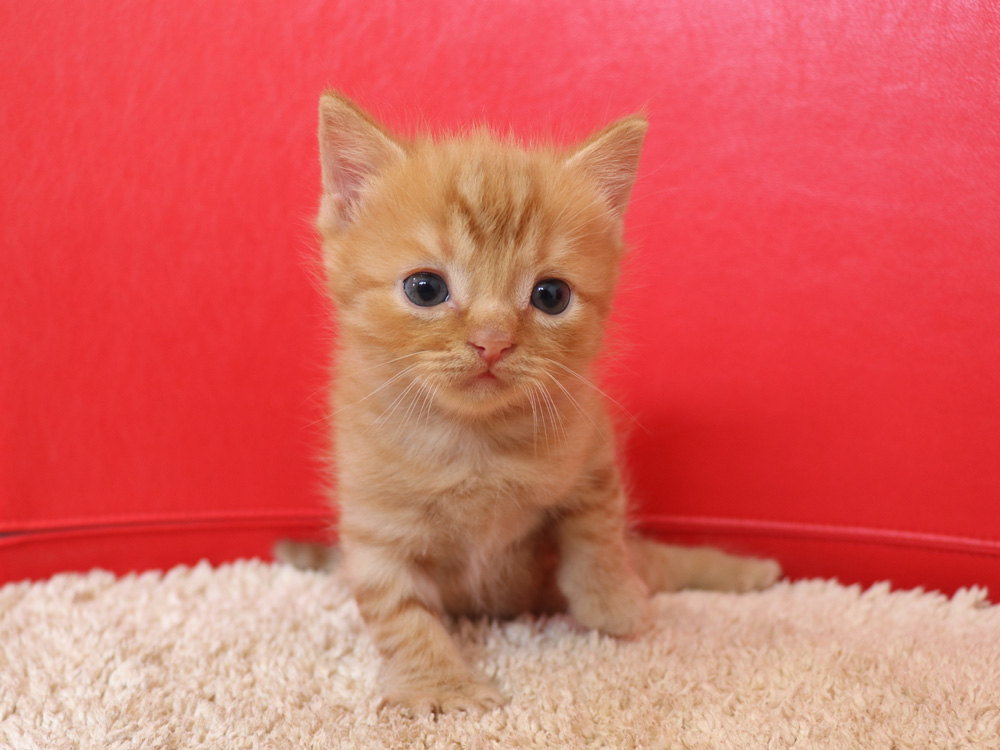 スコティッシュフォールドの子猫画像