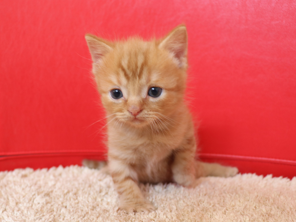 スコティッシュフォールドの子猫画像
