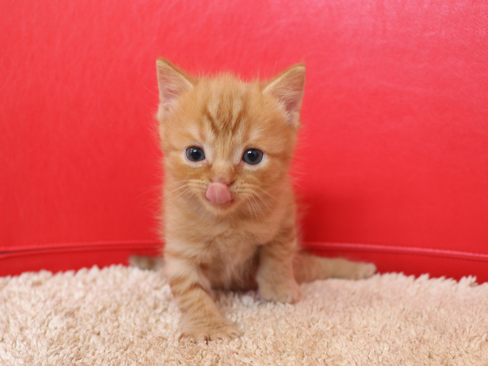 スコティッシュフォールドの子猫画像