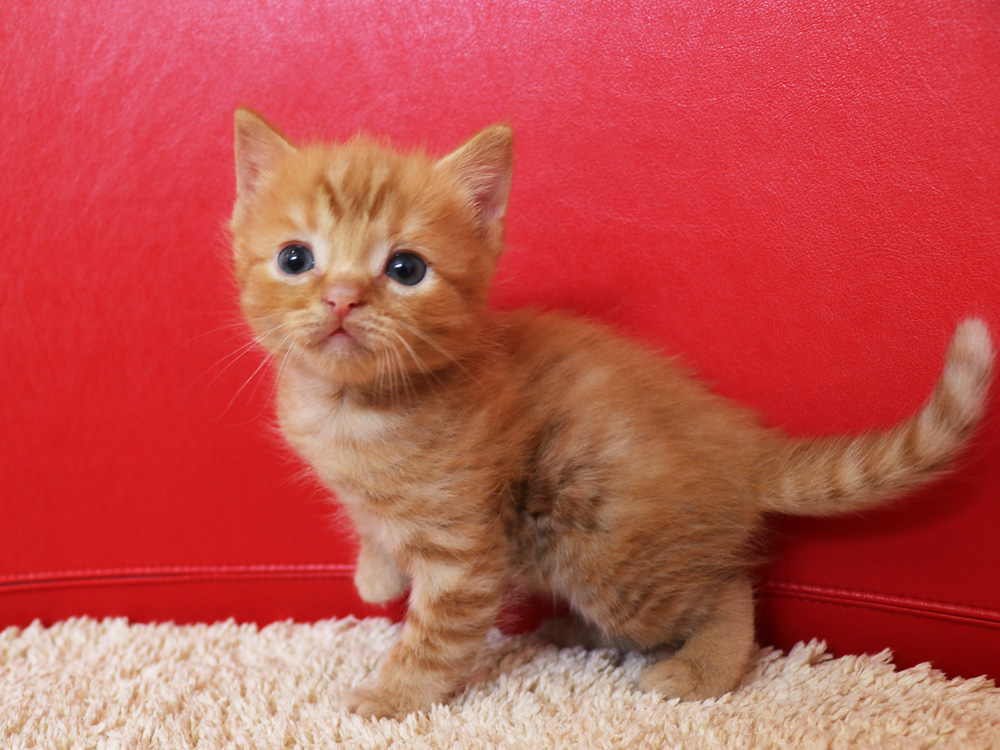 スコティッシュフォールドの子猫画像