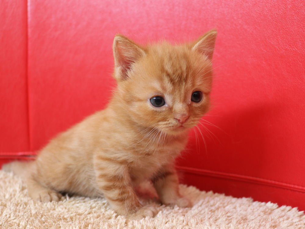 スコティッシュフォールドの子猫画像