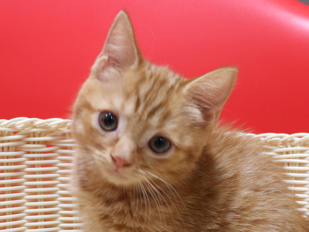 スコティッシュフォールドの子猫画像