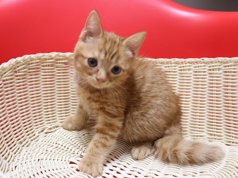 スコティッシュフォールドの子猫画像