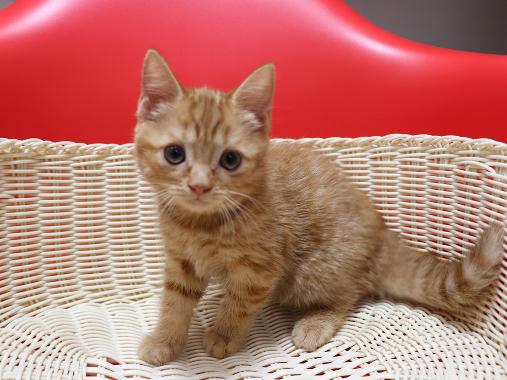 スコティッシュフォールドの子猫画像