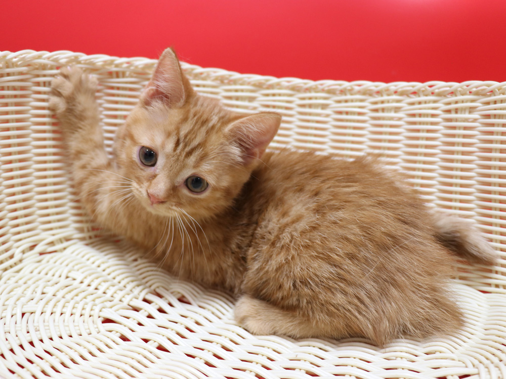 スコティッシュフォールドの子猫画像