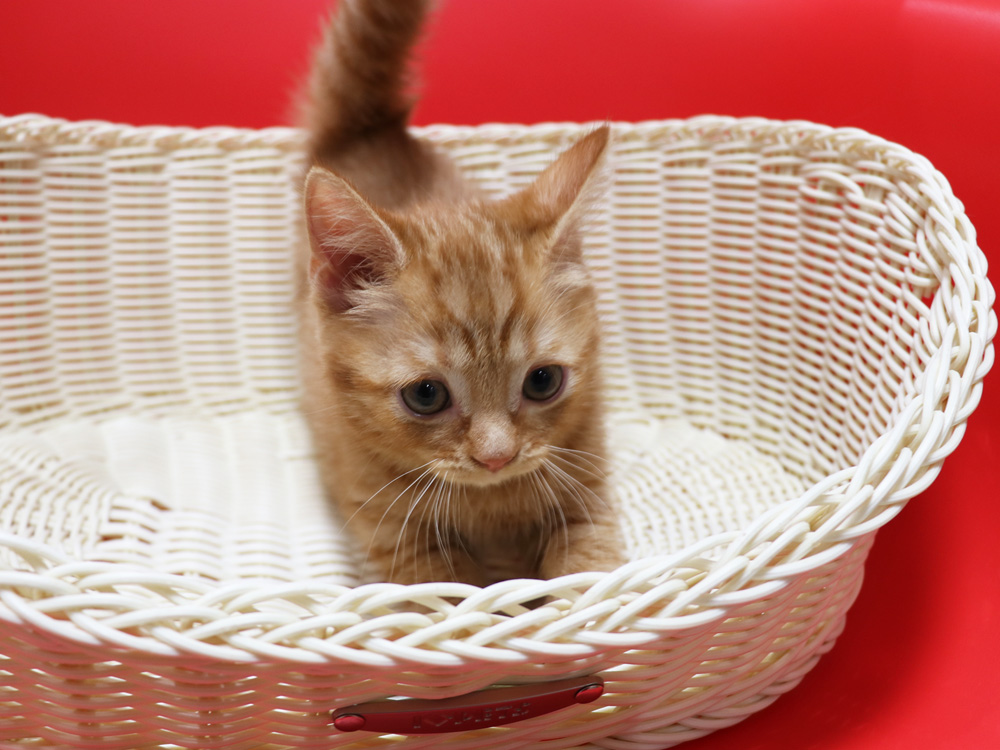 スコティッシュフォールドの子猫画像