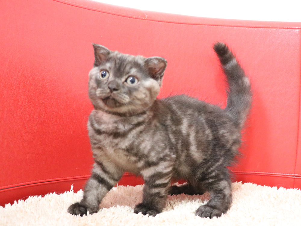 スコティッシュフォールドの子猫画像