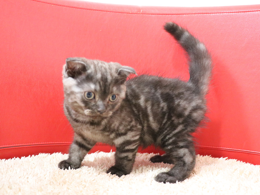 スコティッシュフォールドの子猫画像