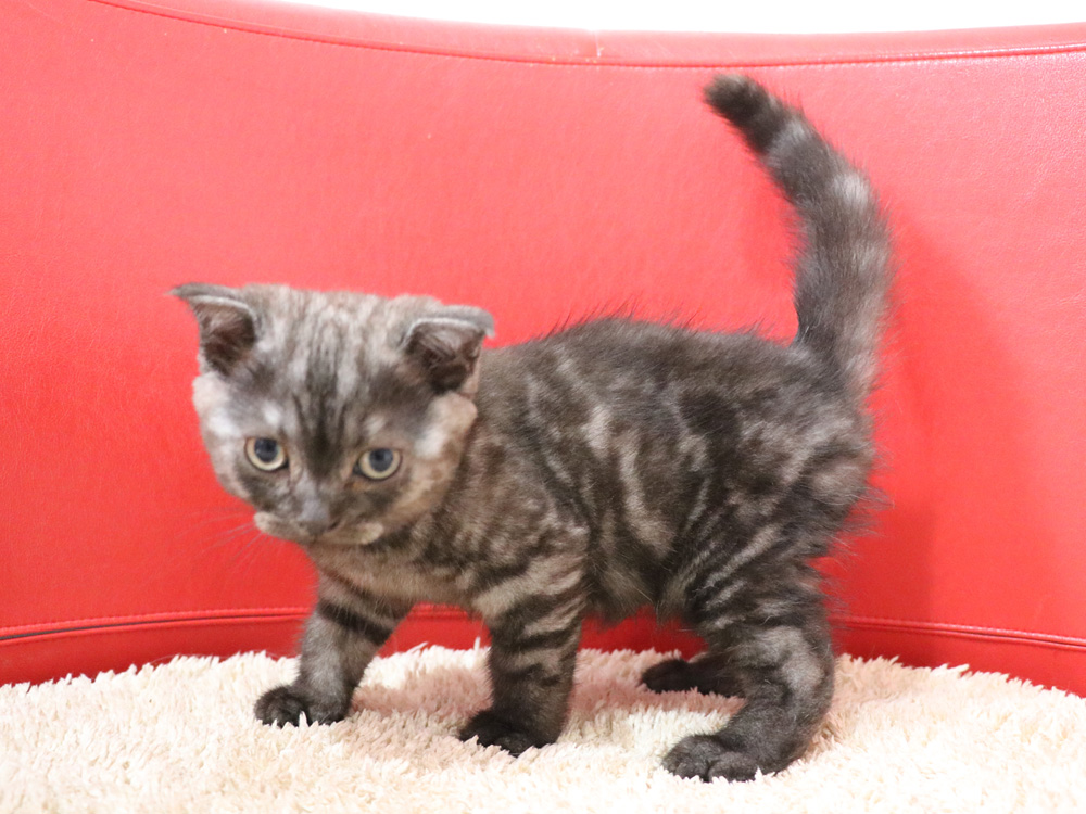 スコティッシュフォールドの子猫画像