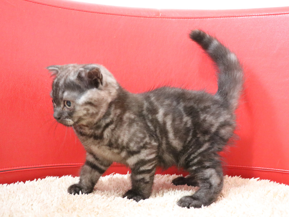 スコティッシュフォールドの子猫画像