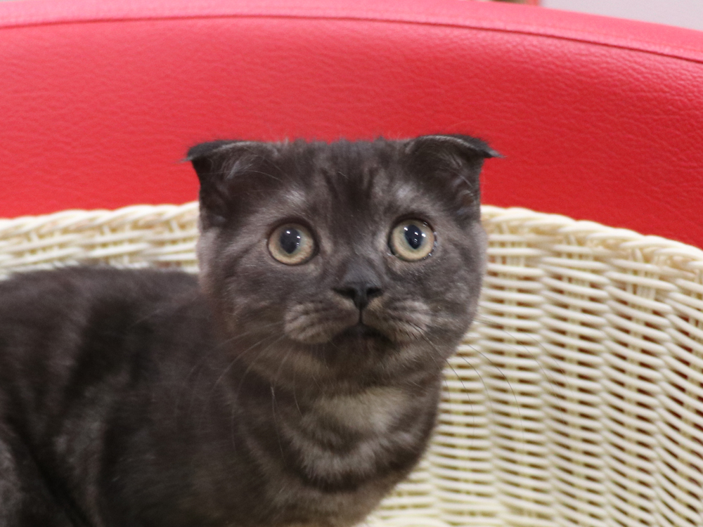 スコティッシュフォールドの子猫画像