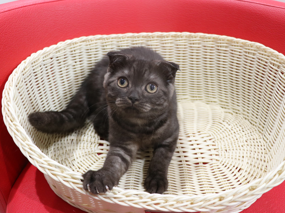 スコティッシュフォールドの子猫画像