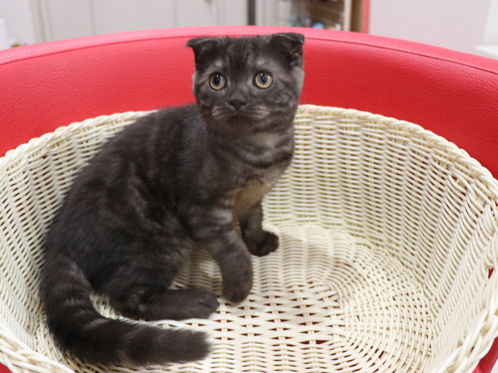 スコティッシュフォールドの子猫画像