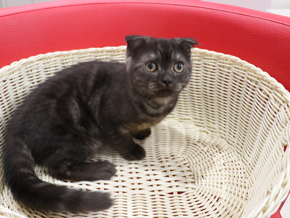 スコティッシュフォールドの子猫画像