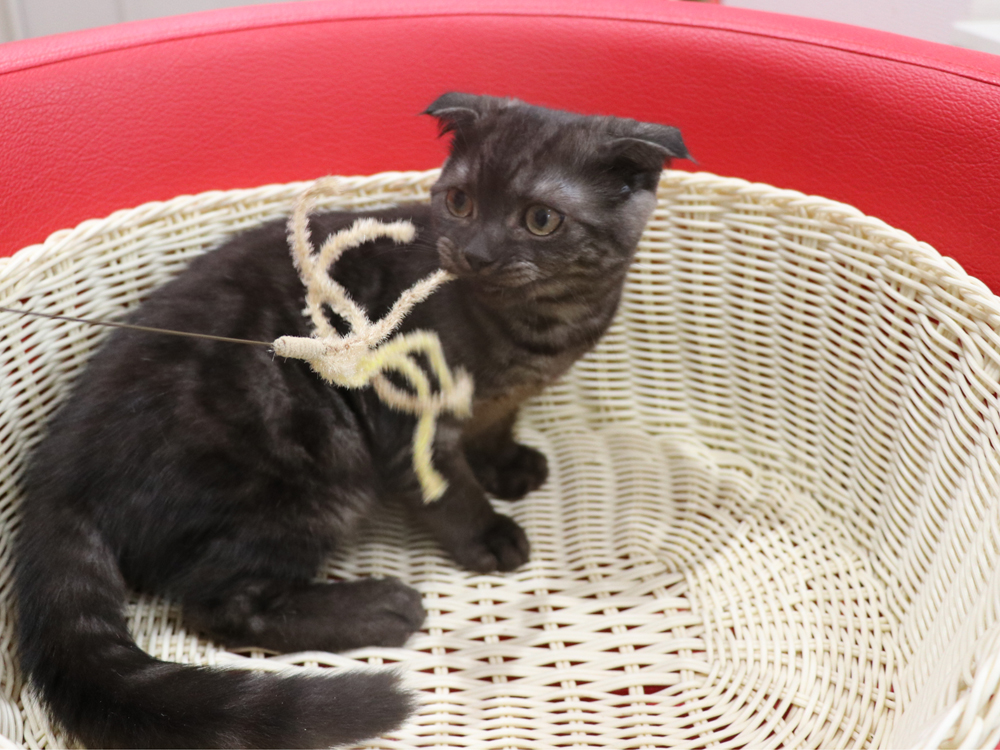 スコティッシュフォールドの子猫画像