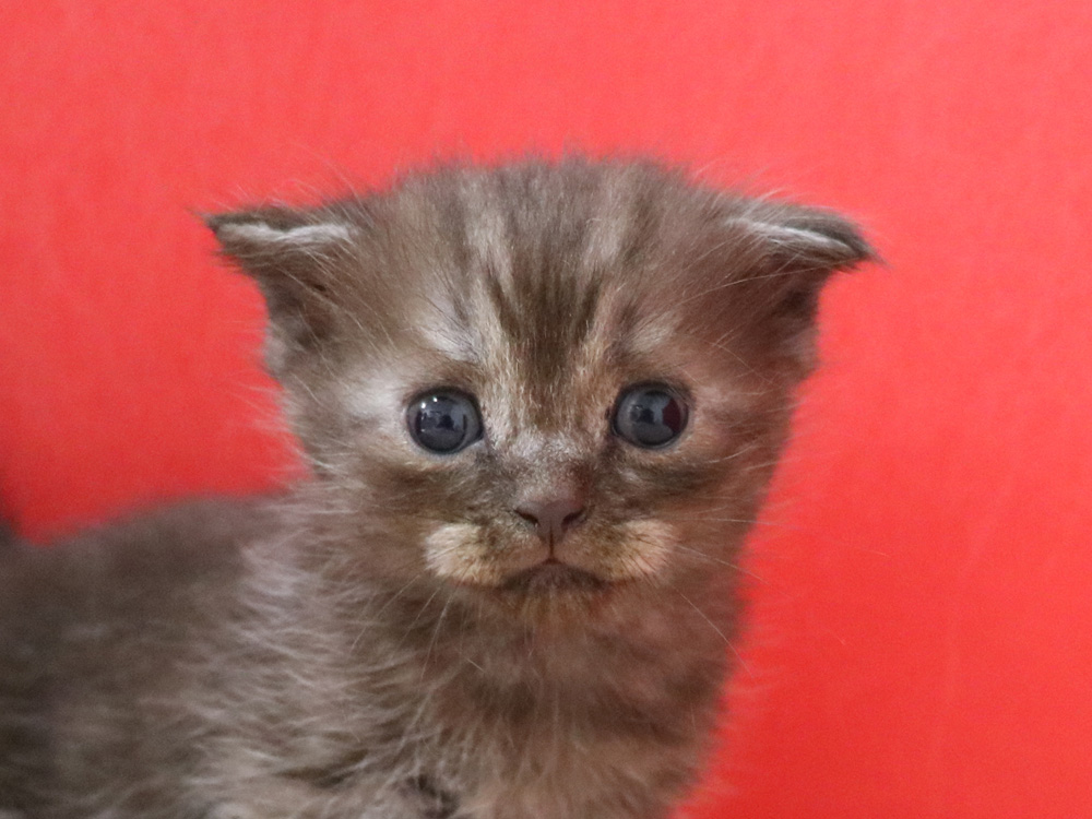 スコティッシュフォールドの子猫画像