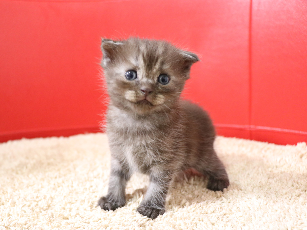 スコティッシュフォールドの子猫画像