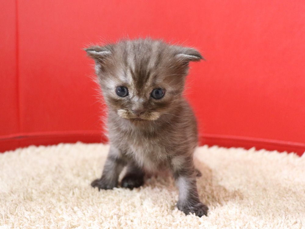 スコティッシュフォールドの子猫画像
