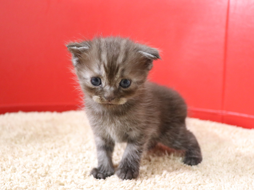 スコティッシュフォールドの子猫画像