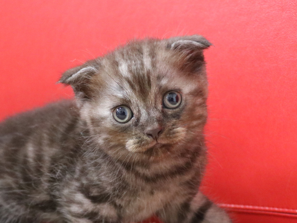 スコティッシュフォールドの子猫画像