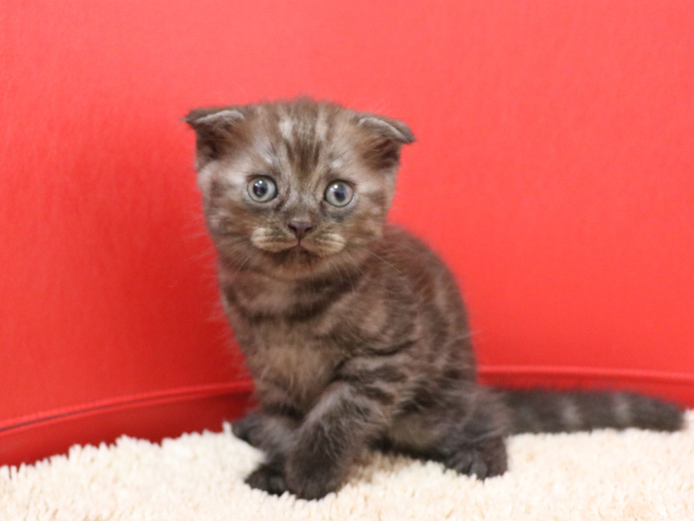 スコティッシュフォールドの子猫画像