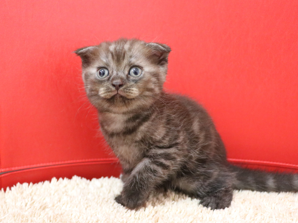 スコティッシュフォールドの子猫画像
